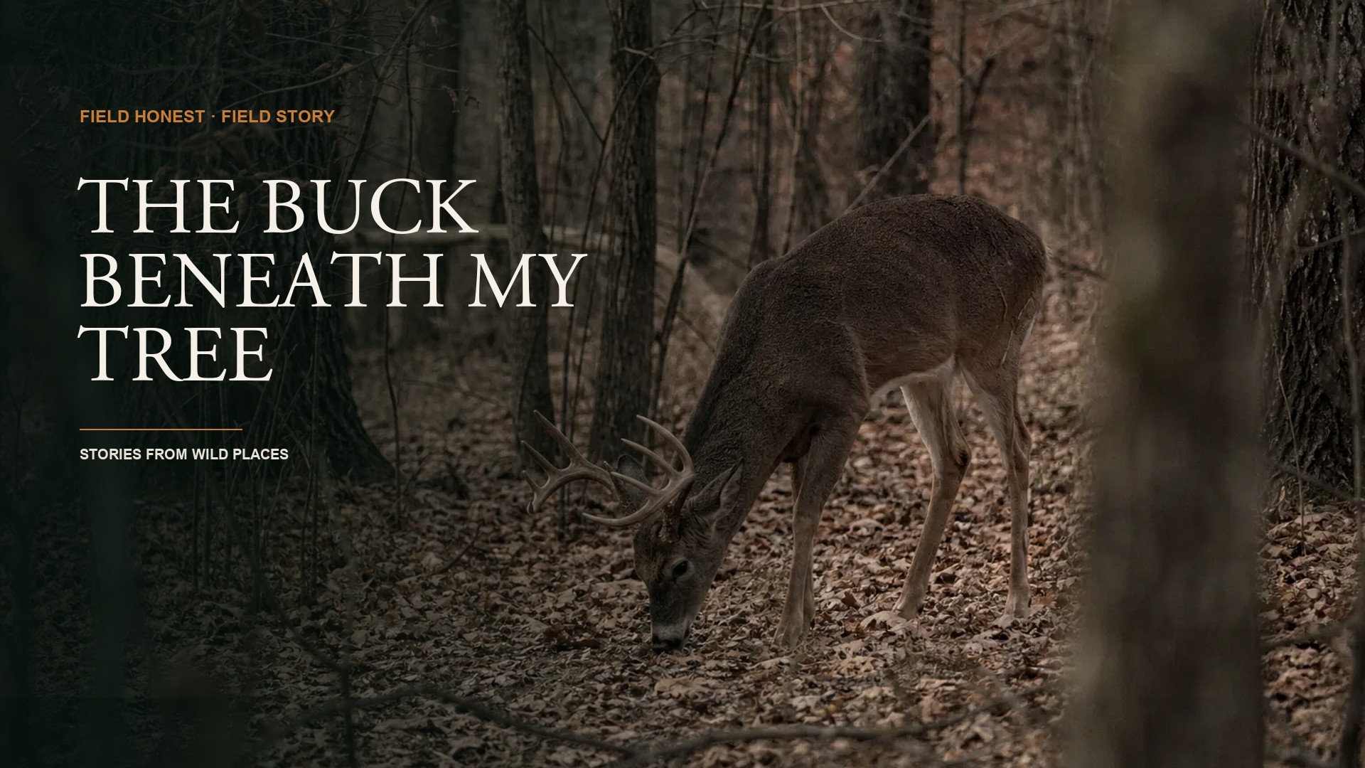 I Fell Asleep in the Stand and Woke Up to the Biggest Buck of My Life Under My Tree episode artwork