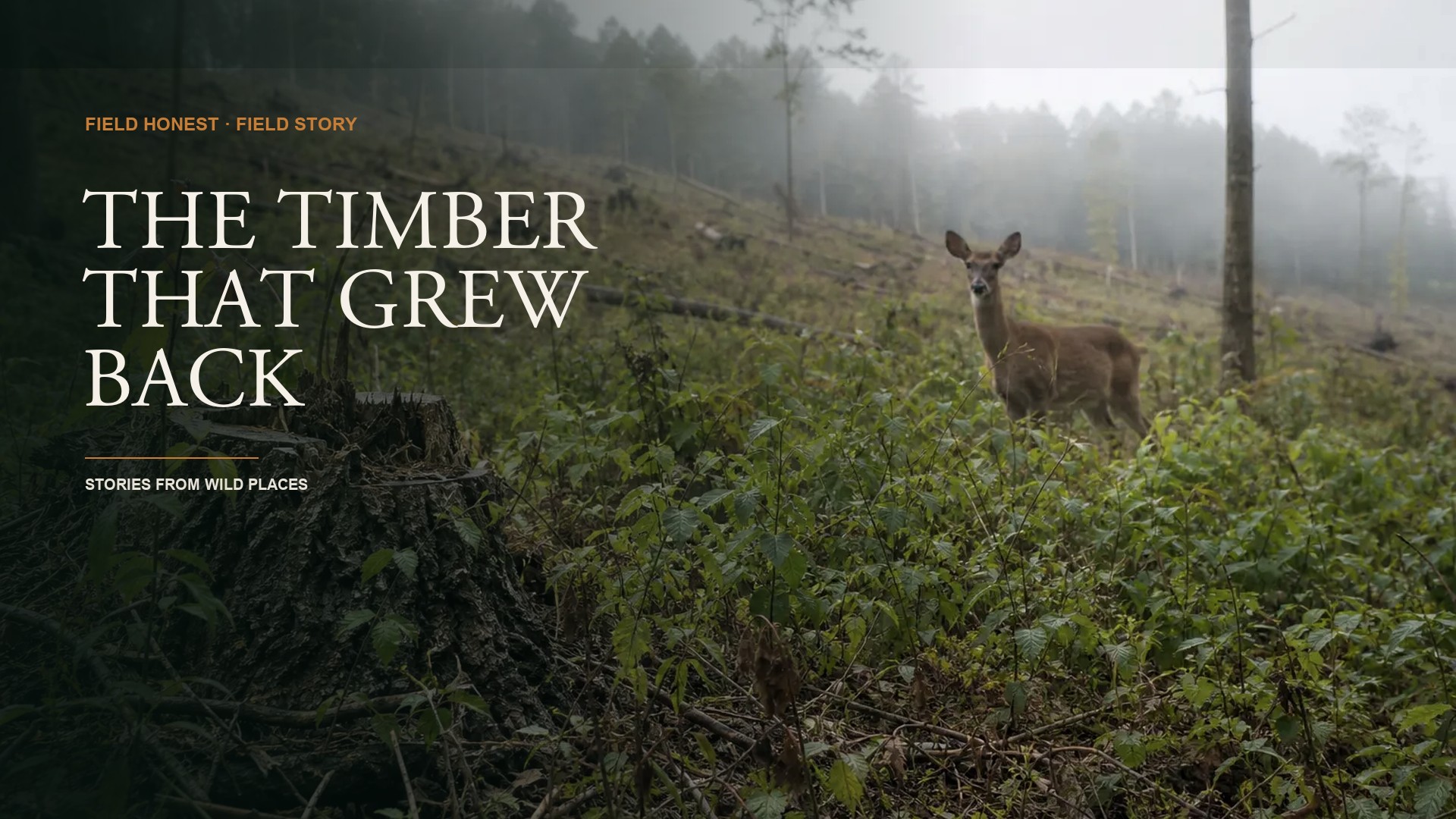 The State Cut My Favorite Timber, and I Was Furious Until I Saw What Grew Back episode artwork