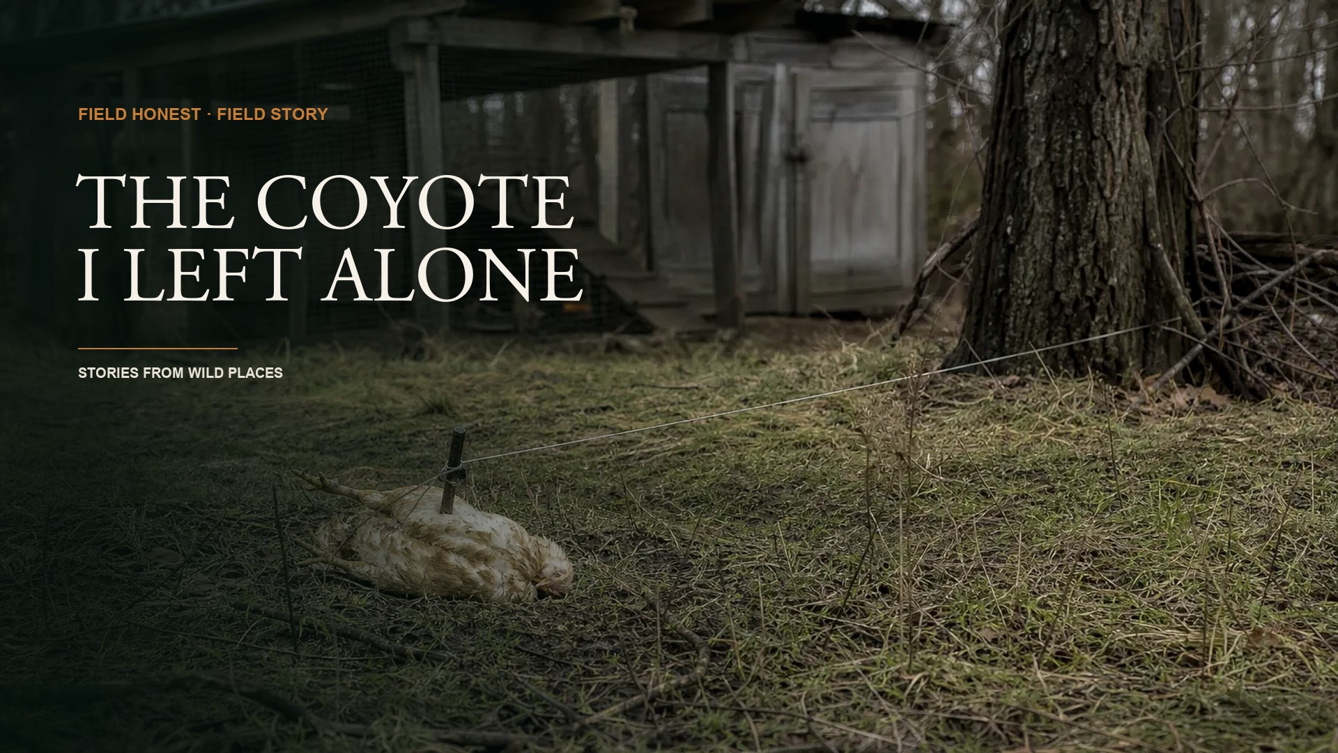 I Almost Shot an Injured Coyote Over a Dozen Chickens the Raccoons Were Killing