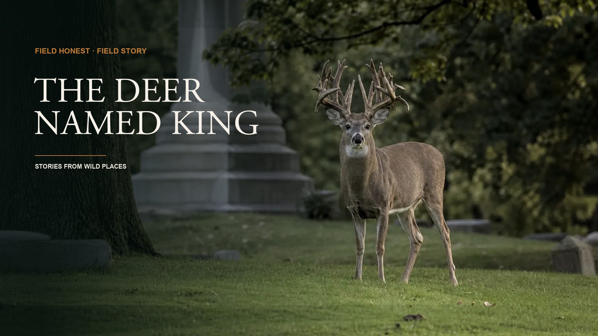 Before the Hollywood Buck, There Was a Deer Named King episode artwork