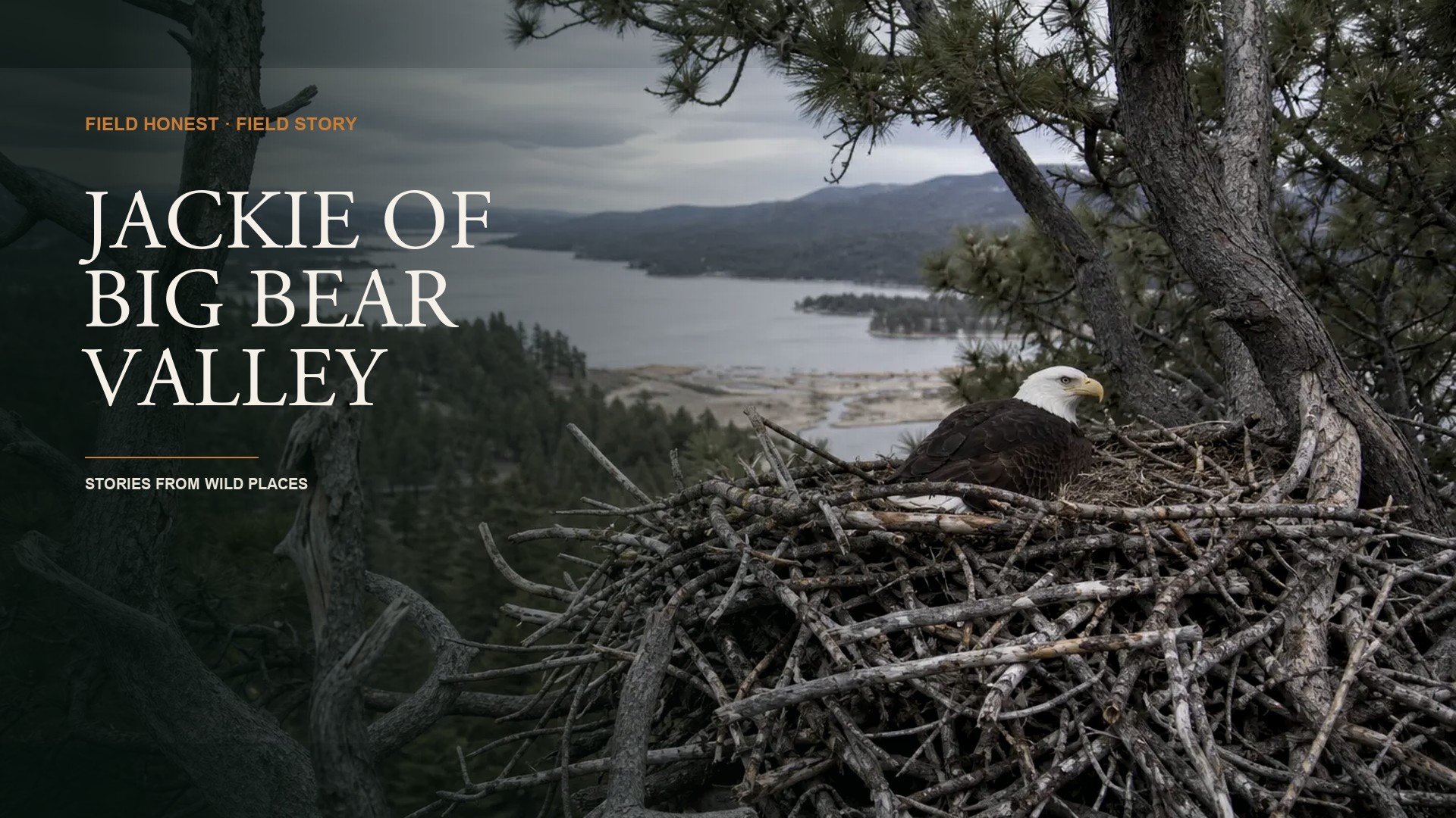 Millions Watched a Wild Eagle Live an Entire Life. Then the Camera Couldn’t Tell Them What Was Happening. episode artwork