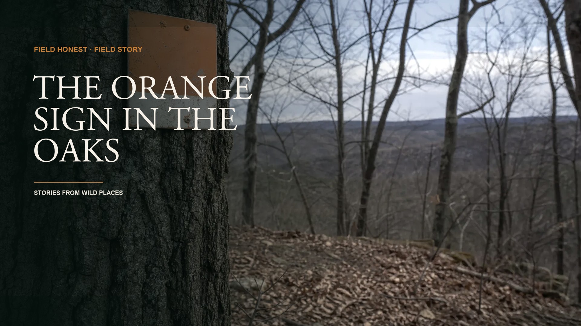The Orange Sign That Stole My Season Was a Lie episode artwork