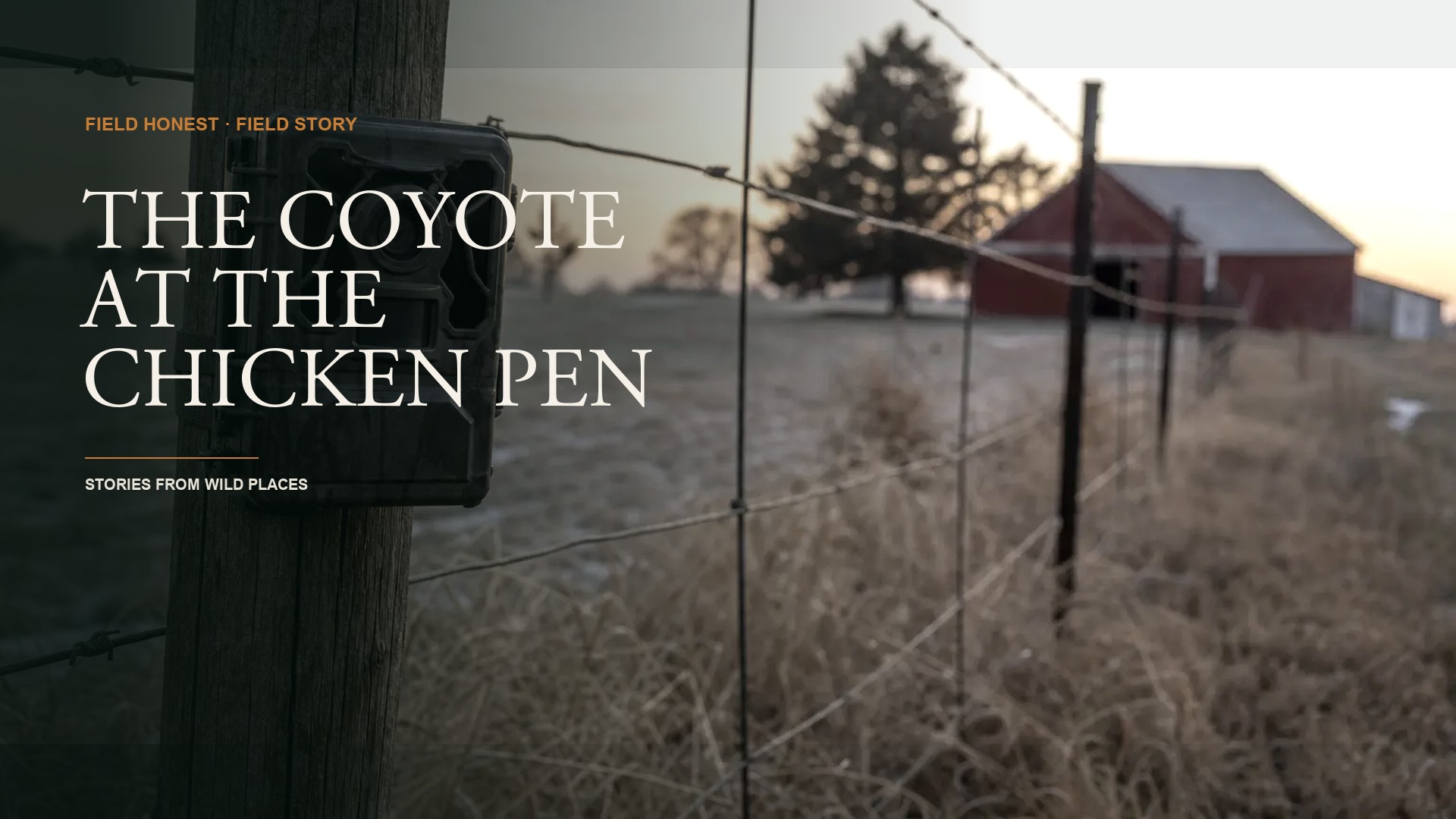 I Watched a Coyote Get Bolder on Camera for Two Months and Did Nothing. Then It Killed My Best Hen. episode artwork