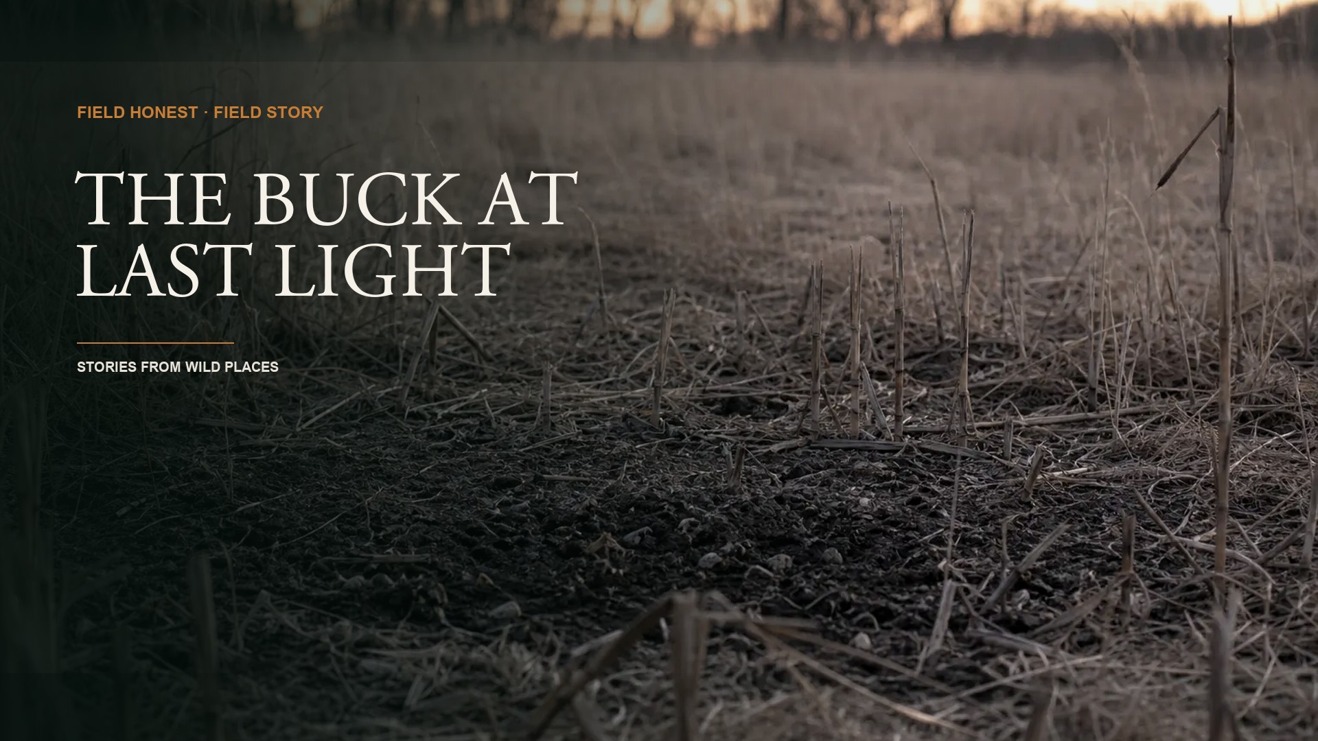 I Took the Shot at Last Light and I Knew Better. The Coyotes Found What I Left. episode artwork